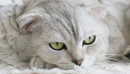 开云体育_ 《新梦幻诛仙手游》电竞赛事开启，老牌IP焕发新活力，梦幻新诛仙手游新区开服公告