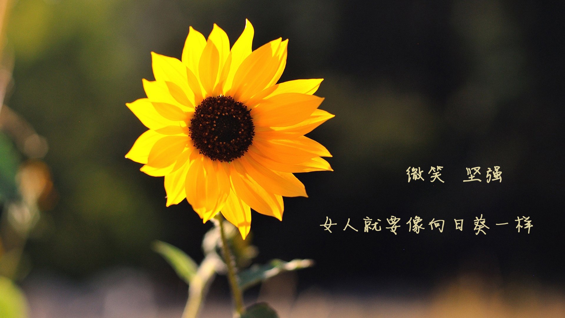 非洲篮球夏季联赛圆满收官，冠军花落谁家？，非洲 篮球