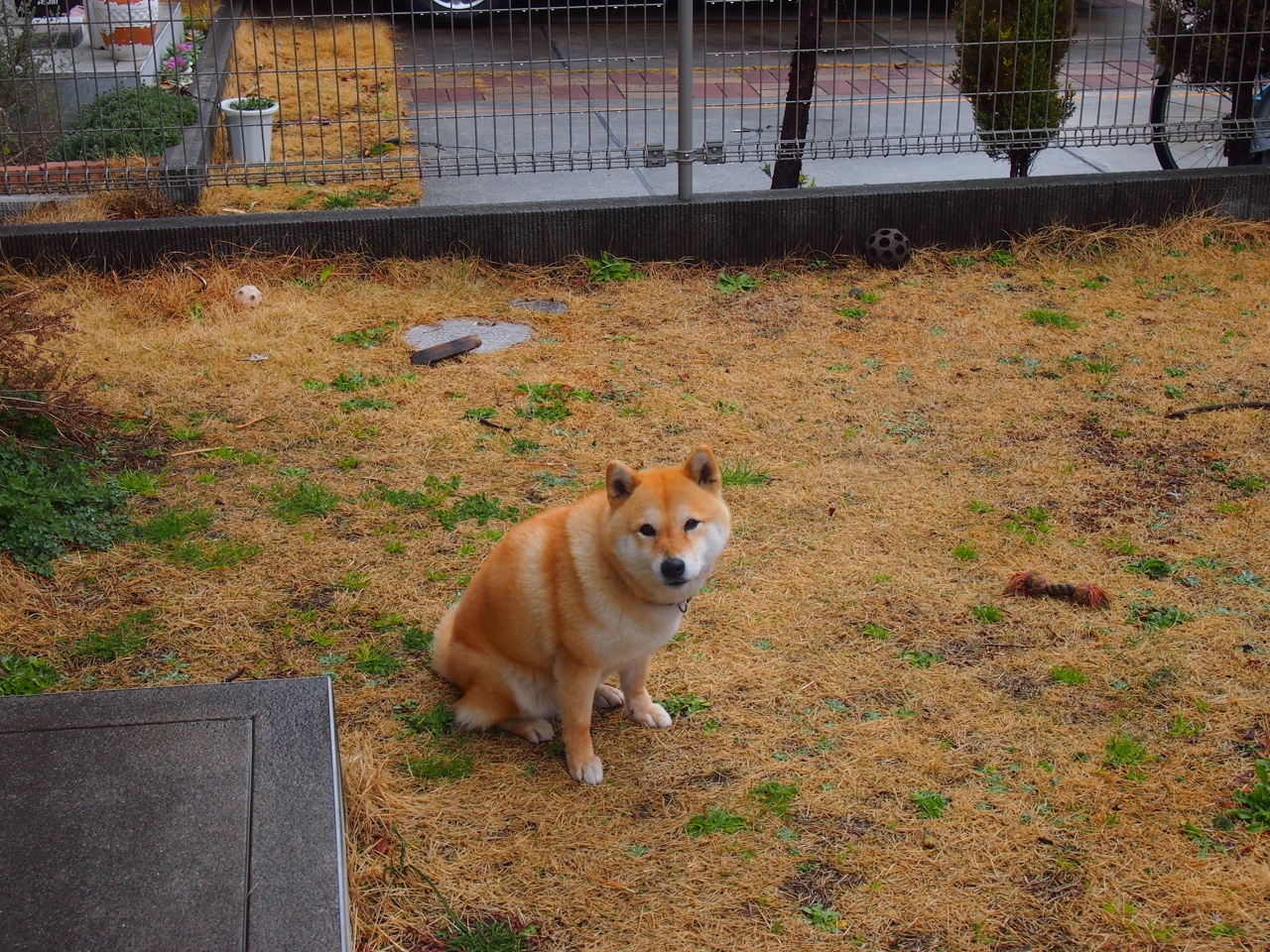 智能化运动评估系统在校园中的部署研究，运动智能概述