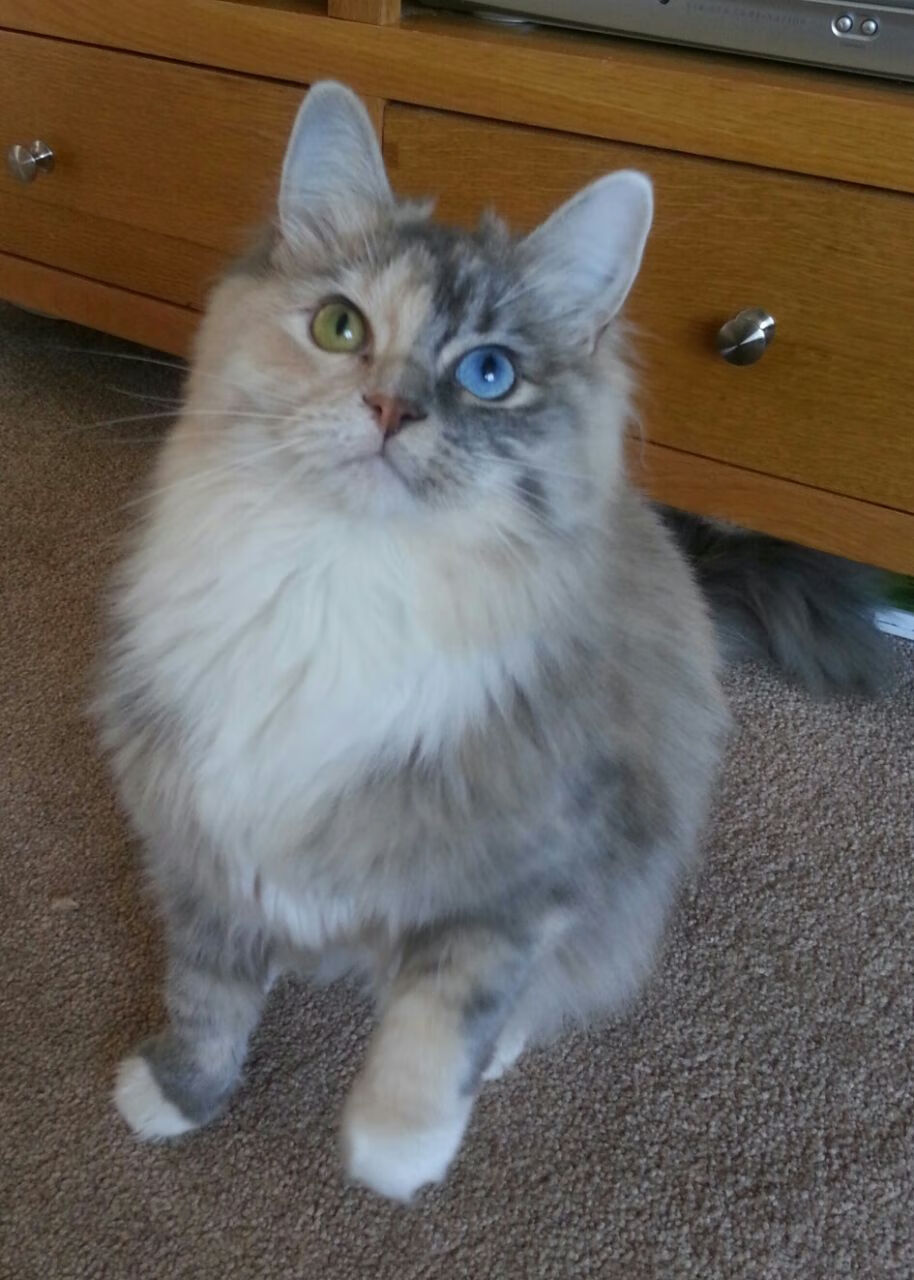 中国男篮加强进攻多样化培养适应国际比赛节奏，中国男篮要求