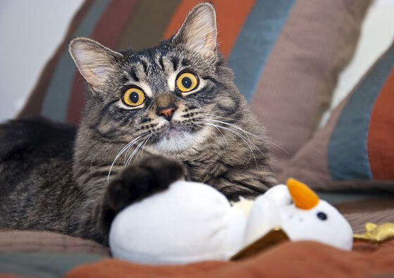 可持续发展理念融入橄榄球赛事，可持续发展 理念