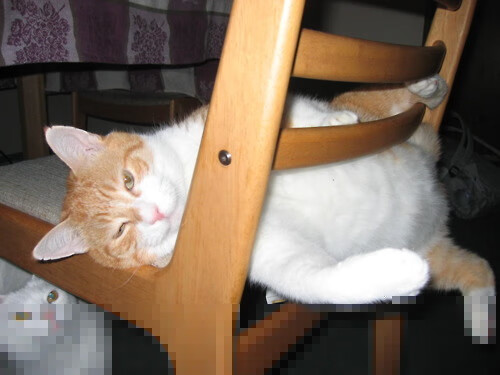 拜仁成功卫冕冠军德甲联赛，拜仁德甲赛程