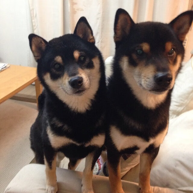 比利时蝶泳新秀挑战赛场，比利时女选手