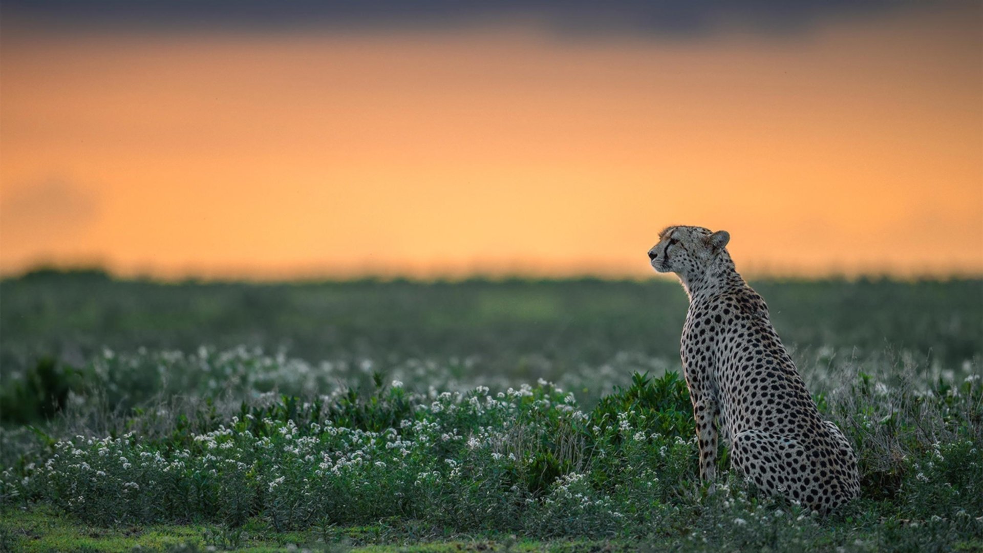 特色足球文化在海外推广，成为国际交流的重要桥梁，足球文化的魅力