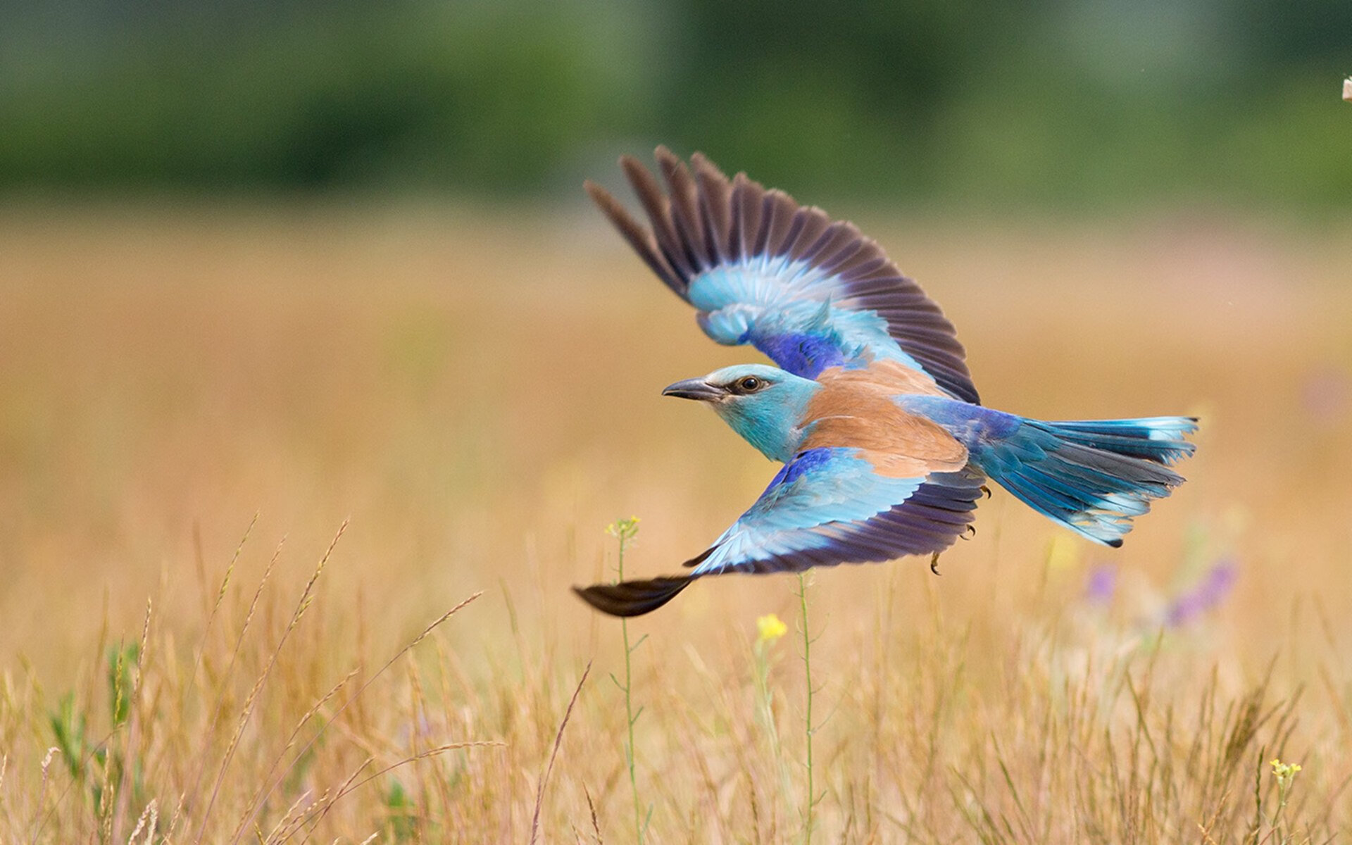 电竞赛事转播画质提升观众体验升级，电竞转播直播平台