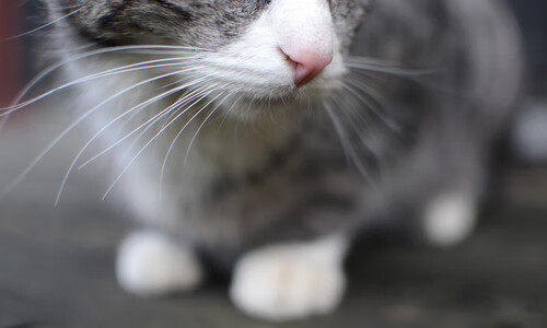 荷兰男队水球传接节奏清晰，荷兰男子三人篮球