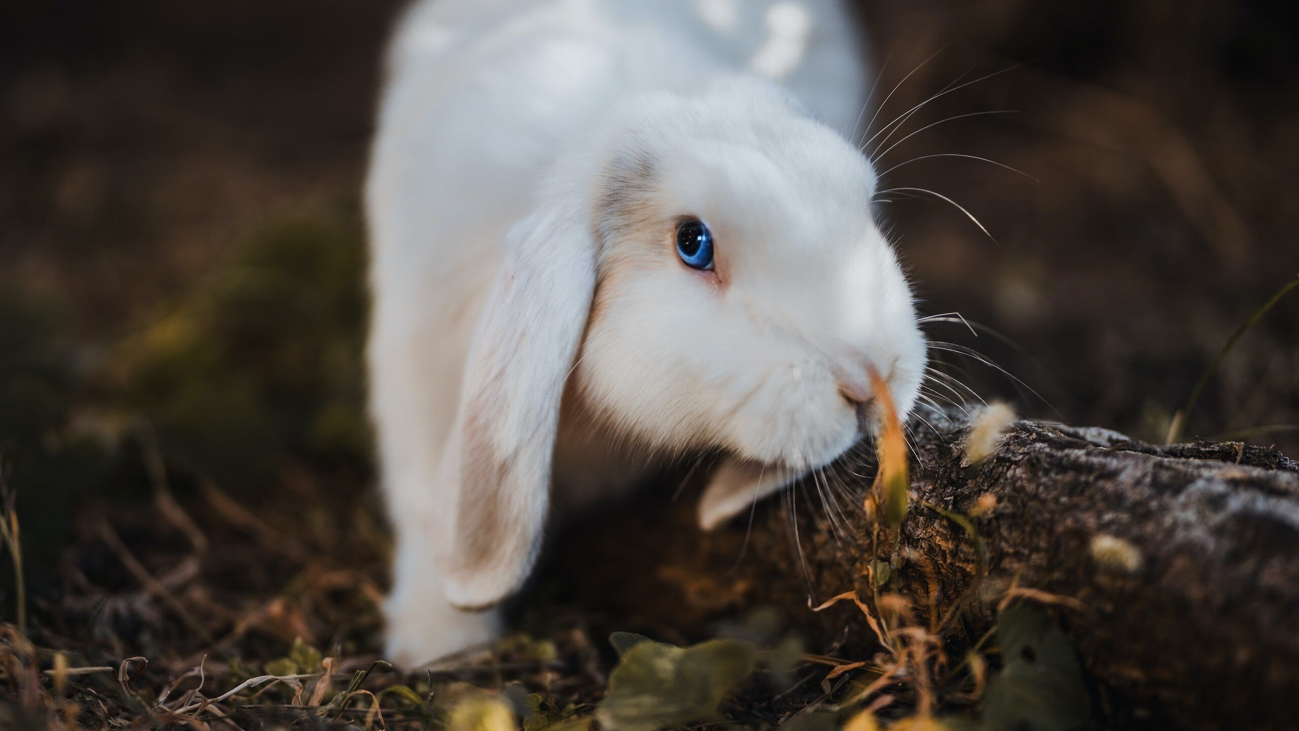 裁判引入AI辅助判罚试点，争议判罚逐步减少，辅助裁判员