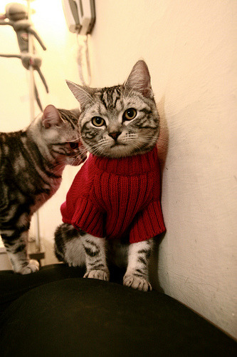 赛尔·阿尔斯塔：南非队的防线领袖，坚不可摧的“后排塔”